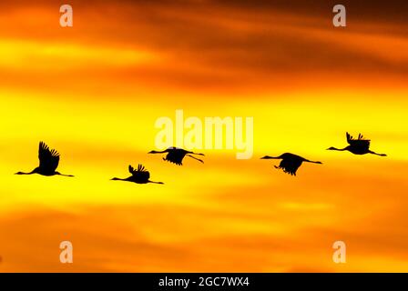 Silhouette einer Gruppe von Störchen, die in Extremadura am orangefarbenen Sonnenuntergangshimmel fliegen Stockfoto