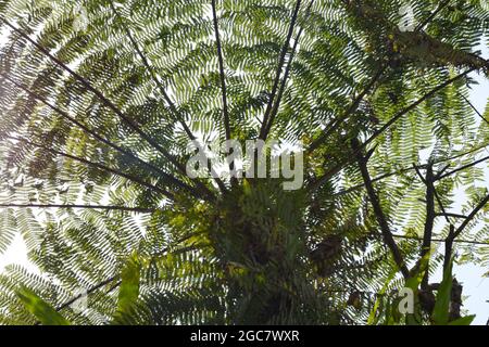 Dicksonia sellowiana. Ein großer, robuster Baumfarn mit einem dicken Stamm, der von einer dichten Schicht dunkelbrauner, drahtiger Wurzeln bedeckt ist, die eine Höhe von ebenso viel erreicht Stockfoto