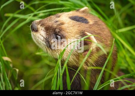 European Polecat (Mustela putorius) Erwachsener, Kopfporträt im Gras. Auch bekannt als das gewöhnliche Frettchen, Schwarzes oder Waldpolecat Stockfoto