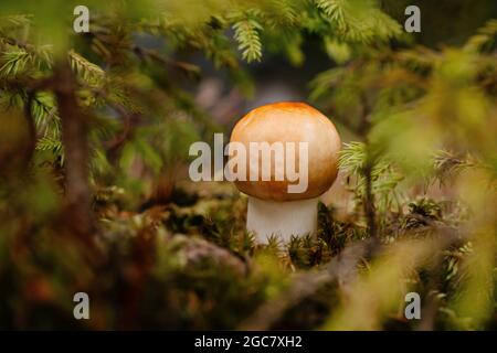 Ein Pilz, der am Waldrand in weihnachtsbäumen wächst Stockfoto