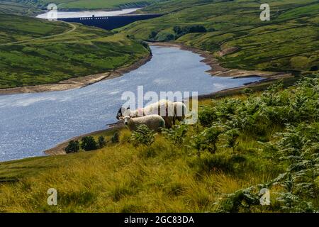 Eine entfernte Ansicht zeigt Scar House und Anagram Reservoir, während Schafe auf einem Hügel grasen sehen können, Upper Nidderdale, North Yorkshire, England, Großbritannien. Stockfoto