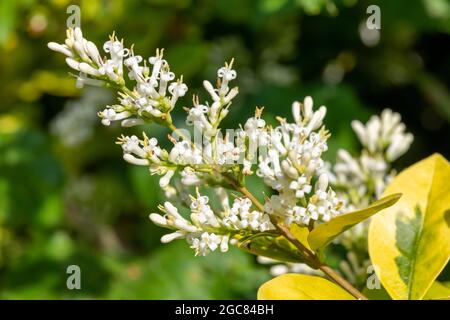 Nahaufnahme der Blumen auf einer Gartenbepflanze (ligustrum ovalifolium) Stockfoto