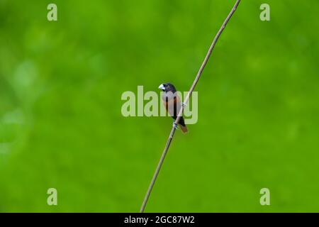 Chestnut Munia oder südlicher Schwarzkopf-Munia-Vogel, Lonchura atricapilla, auf Ast ausrastend. Stockfoto