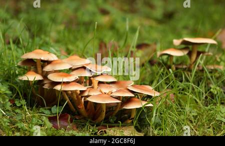 Hypholoma fasciculare, Schwefeltuft oder geclusterter Waldpilz ist ein Waldpilz. Dieser Pilz wächst in großen Klumpen. Es ist bitter und giftig. Stockfoto