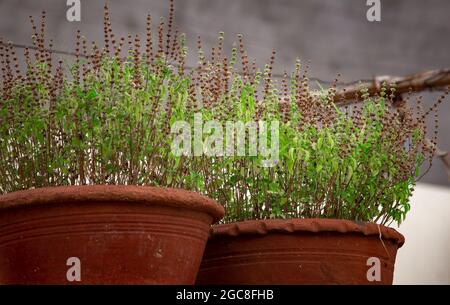 Wunderschöne Aussicht auf die aromatische, mehrjährige, purpurne, grünblättrige Basilikum-Pflanze (Tulsi). Auch als Ocimum tenuiflorum bezeichnet. Stockfoto