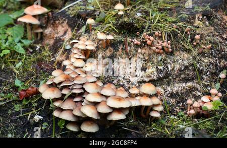 Hypholoma fasciculare, Schwefeltuft oder geclusterter Waldpilz ist ein Waldpilz. Dieser Pilz wächst in großen Klumpen auf verfaulenden Stämmen. Giftig Stockfoto