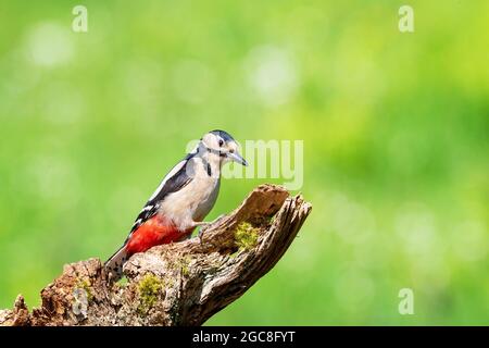 Buntspecht, Dendrocopus major, Kirkcudbright, Dumfries Stockfoto