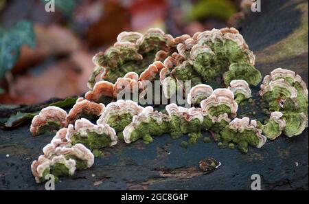 Trametes versicolor wächst auf einem Baumstamm. Es ist ein Pilz, der überall auf der Welt zu finden ist. Stockfoto