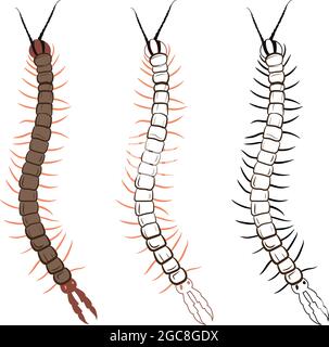 Centipede- oder Chilopoda-Vektorgrafik Füllen und Kontur isoliert auf weißem Hintergrund. Insekten Käfer Würmer Pest und Fliegen.Entomologie oder Schädlingsbekämpfung Stock Vektor