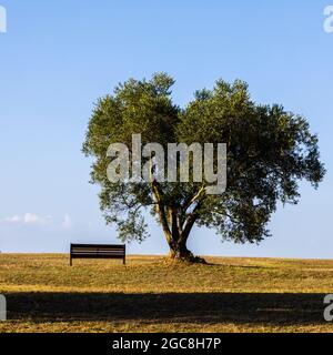 Eine Parkbank in der Nähe eines Baumes über Tarquinia, Latium, Italien Stockfoto