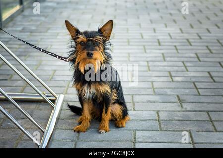 Hund. Terrier sitzt an einer Leine gebunden und wartet auf den Besitzer Stockfoto