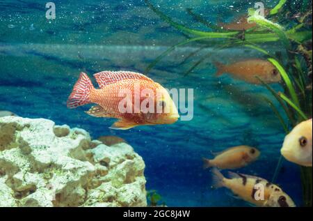 Nahansicht der schwimmenden Schönheit aulonocara orchidea rot Stockfoto