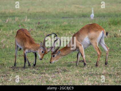 Zwei männliche rote Lechwe kämpfen um die Vorherrschaft und ziehen Frauen an. Chobe, Botswana, Afrika Stockfoto