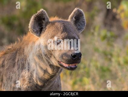Eine Nahaufnahme einer gefleckten Hyäne, einem gefräßigen Raubtier und Fresser, der eine Reihe von Zähnen in einer Art Lächeln zeigt. Botswana, Afrika Stockfoto