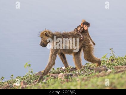 Eine Chacma Baboon Mutter mit ihrem Baby auf dem Rücken, die entlang des Chobe River, Botswana, Afrika, läuft. Stockfoto