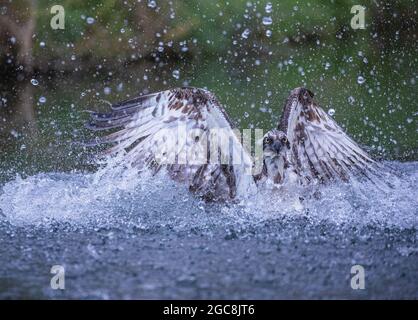Ein Fischadler, der in einer Sprühwolke aus dem Wasser auftaucht, nachdem er einen Fisch gefangen hat. VEREINIGTES KÖNIGREICH Stockfoto