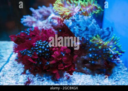 Nahaufnahme von Filefish oder Acreichthys tomentosus, allgemein bekannt als Filefish mit Borstenschwanz Stockfoto