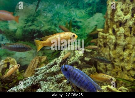 Scrapermouth mbuna (Labeotropheus trewavasae) und andere schwimmende cichlasomaarten Stockfoto