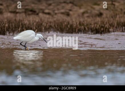 Silberreiher, Egretta garzetta, exe Estuary, Topsham, Devon Stockfoto