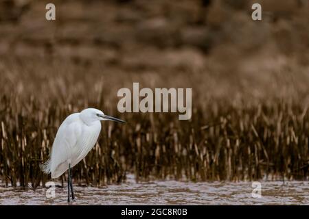 Silberreiher, Egretta garzetta, exe Estuary, Topsham, Devon Stockfoto