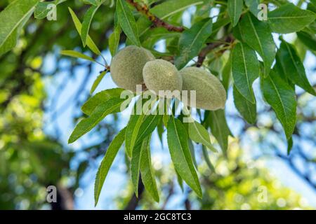 Prunus dulcis oder Prunus amygdalis Baum, der gesunde Mandelfrüchte produziert, in grünen Rümpfen mit flauschigen äußeren köstlichen Nüssen, die für verschiedene Gerichte angebaut werden Stockfoto