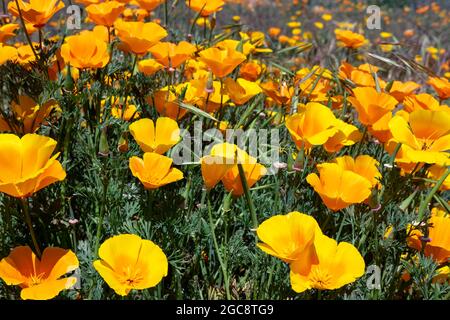 Kalifornische Mohnblumen oder Eschschscholzia californica, lebendige, leuchtend goldorange Blüten, die einige der Höhenwiesen rund um den Teide bedecken Stockfoto