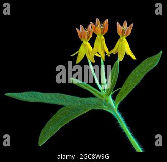 Schmetterlingskraut (Asclepias tuberosa) wächst im Wildblumengarten. Blumen ziehen viele nektarierende Insekten an und ist eine Wirtspflanze für die Larven des Monarchen Stockfoto