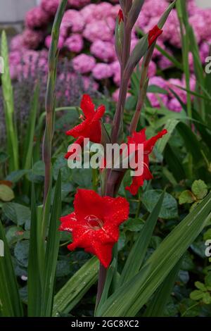 Gladiolus - Hortanus in Blüte im Garten im August gesehen. Stockfoto