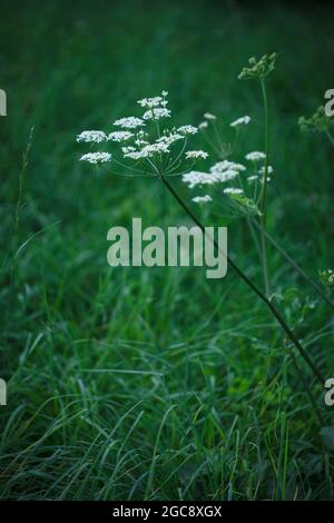 Einfache weiße Blüten der Petersilienpflanze (Aethusa cypnapium) von Fool mit üppigem grünem Grasgrund auf der sommerlichen Naturwiese in Waadt, Schweiz Stockfoto