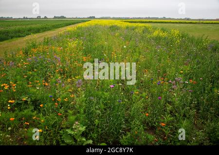 Streifen von Blumen entlang landwirtschaftlicher Parzelle Stockfoto