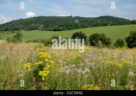 Der Farmshop verkehrt auf der Autobahn M5 in der Nähe von Gloucester UK auf den Feldern neben den Services. Stockfoto
