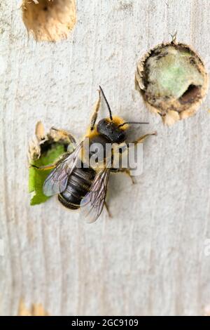 Makro einer Blätterbiene, Megachile-Spezies, die neben EINEM mit Blättern bedeckten Nistloch auf EINEM vom Menschen gebauten Holzbienenhotel mit gebohrten Löchern in Christchurch sitzt Stockfoto