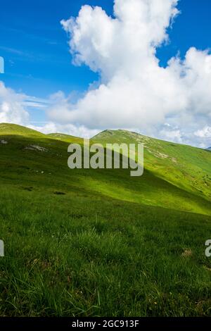 Berglandschaft. Grünes Gras, blaue Berge, Blumen und Nadeln. Im Juli in der Ukraine. Wandern Sie in den Karpaten. Stockfoto