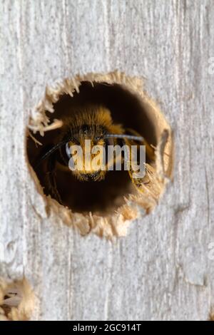 Makro des Kopfes EINER Blätterbiene, Megachile Species, sitzt in gebohrtem Nest Hole im man Made Wooden Bee Hotel, Großbritannien Stockfoto