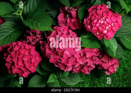 Frische rosa Hortensien oder Hortensien in Blüte. Blühende Hortensien macrophylla Busch im Garten. Nahaufnahme Stockfoto