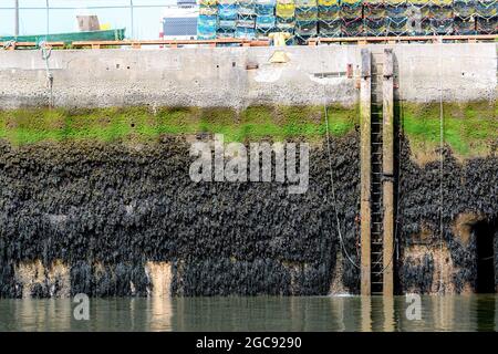 Eine Notleiter auf einem Pier bei Ebbe. Leiter ist für Menschen, die in den Hafen fallen. Die Hochwassermarkierung kann von Algen gesehen werden. Hummerfallen oben. Stockfoto