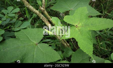 Nahaufnahme einer gelben Knospe, die zur Blüte bereit ist, mit wenigen unreifen Knospen auf einer Moschusmalven-Pflanze, ist diese Pflanze wissenschaftlicher Name Abelmoschus moschatus Stockfoto