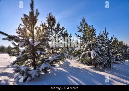 Schneebedeckte Tannenbäume im Hintergrund der Winterabendsonne. Sonnenlicht und Schatten - Märchen vom winterlichen Nadelwald bei Sonnenuntergang. Verschneite Landschaft mit Stockfoto