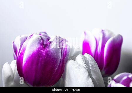 Bunte Tulpen in Wassertropfen sind in einer Reihe auf blauem Hintergrund aufgereiht. Nahaufnahme von rosa-weißen Tulpen in zarten Farben. Stockfoto