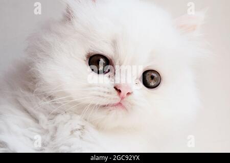 Entzückende flauschige Kätzchen Stockfoto