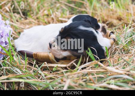 Zwei englische Setter Welpen schlafen in einem Holzkorb auf Gras. Speicherplatz kopieren. Stockfoto