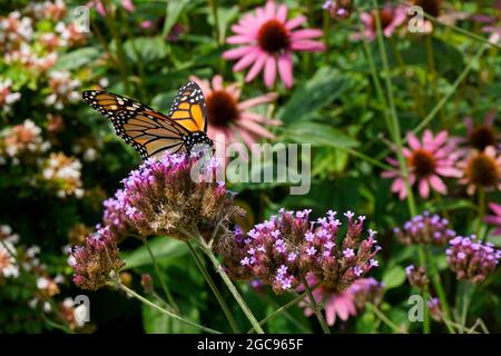 Nahaufnahme eines Monarchen-Schmetterlings (Danaus plexippus) auf einer rosa Blume Stockfoto