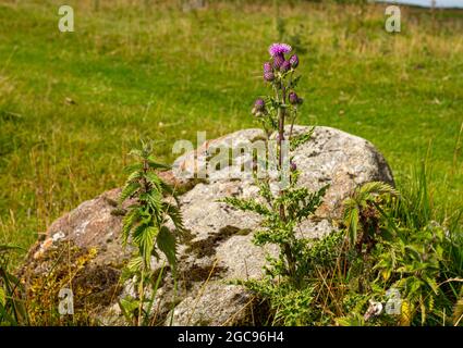 Ein purpurner, blühender Thistle auf Ilkley Moor Stockfoto