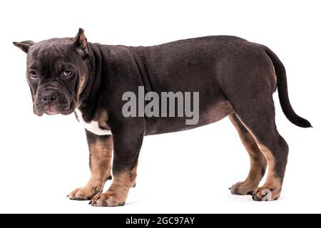 Ein Welpe der American Bully Rasse der tricolor Farbe. Eine neu geschaffene Begleithund Rasse in den Vereinigten Staaten. Isoliert auf weißem Hintergrund, c Stockfoto