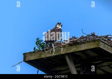 Der westliche Fischadler (Pandion haliaetus) auf dem Nest. Der Fischadler oder genauer gesagt der westliche Fischadler – auch Meeresfalke, Flussfalke und Fisch genannt Stockfoto