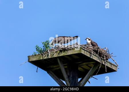 Der westliche Fischadler (Pandion haliaetus) auf dem Nest. Der Fischadler oder genauer gesagt der westliche Fischadler – auch Meeresfalke, Flussfalke und Fisch genannt Stockfoto