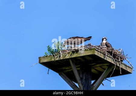 Der westliche Fischadler (Pandion haliaetus) auf dem Nest. Der Fischadler oder genauer gesagt der westliche Fischadler – auch Meeresfalke, Flussfalke und Fisch genannt Stockfoto