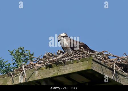 Der westliche Fischadler (Pandion haliaetus) auf dem Nest. Der Fischadler oder genauer gesagt der westliche Fischadler – auch Meeresfalke, Flussfalke und Fisch genannt Stockfoto