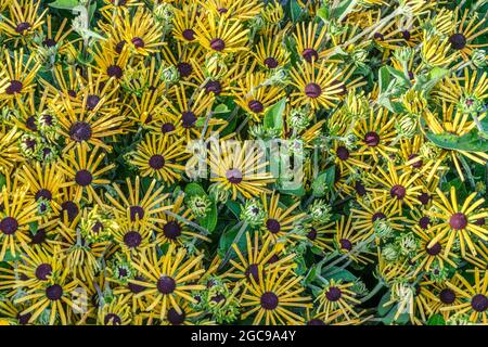 Blumen auf dem Bauernmarkt Stockfoto