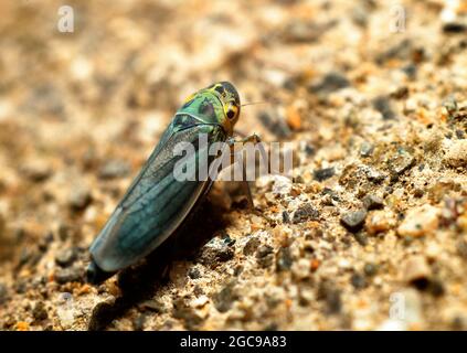 Brennnesselblatttrichter (Eupteryx aurata) Stockfoto